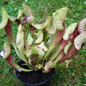 Sarracenia x “catesbaei”