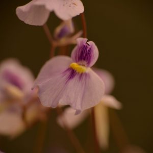 Utricularia blanchetii “pink flower”