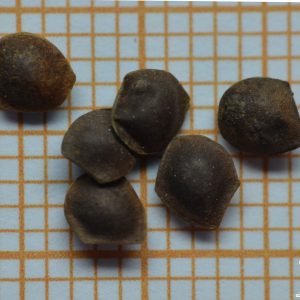 Mimosa pudica – 10+ seeds