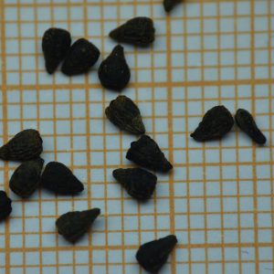 Drosophyllum lusitanicum – 5 seeds