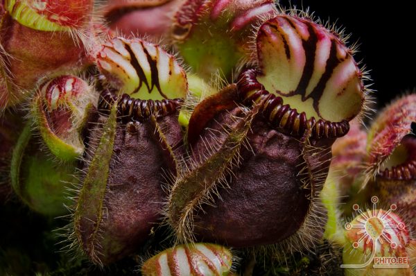 Cephalotus follicularis - Afbeelding 2