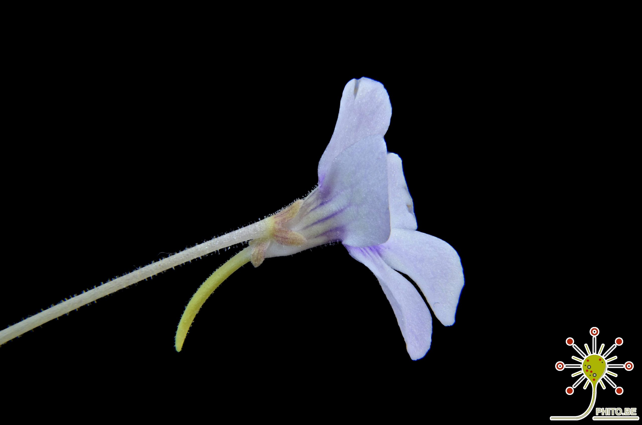 How to pollinate Pinguicula flowers