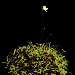 Utricularia bisquamata “small flower”