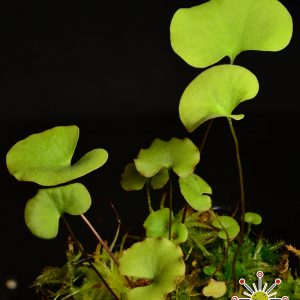 Utricularia reniformis “small form”
