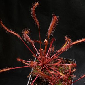 Drosera capensis “all red”