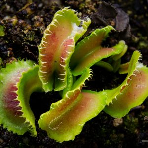 Dionaea muscipula “Kim Jong Un”
