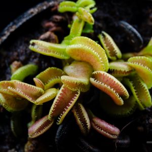 Dionaea muscipula “Cudo”