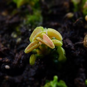 Dionaea muscipula “Cudo”
