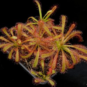 Drosera capensis x esterhuyseniae