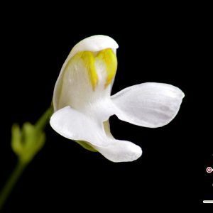 Utricularia nephrophylla “white flower”