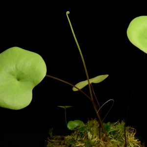 Utricularia nelumbifolia