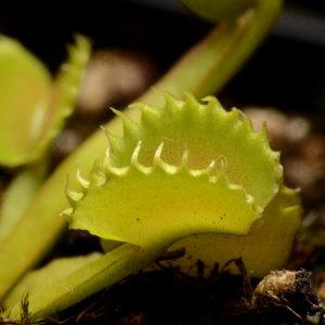 Dionaea muscipula “Werewolf”