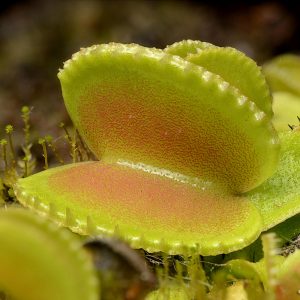 Dionaea muscipula “Coquillage”