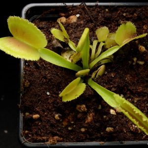 Dionaea muscipula “Whale”