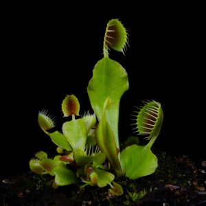 Dionaea muscipula “Cupped traps”