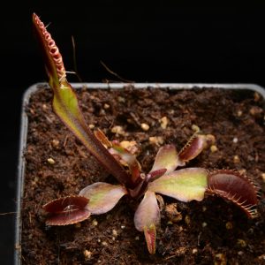 Dionaea muscipula “Royal Red”