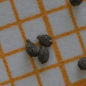 Drosera serpens - 10+ graines