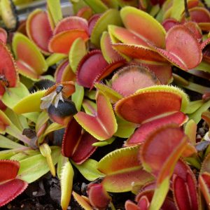 Dionaea muscipula “Microdent”