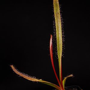 Drosera murfetii “Giant form”