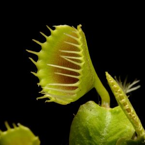 Dionaea muscipula “Funnel Trap”