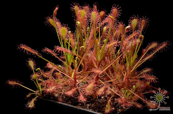 Drosera intermedia "Carolina Giant"