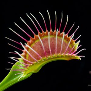 Dionaea muscipula “Phalanx”