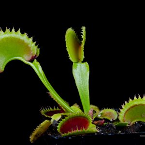 Dionaea muscipula “Dracula”