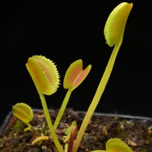 Dionaea muscipula “Korean Melody Shark”