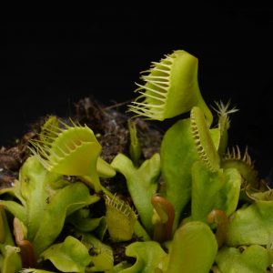 Dionaea muscipula “Funnel Trap”