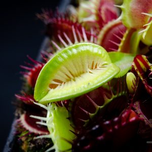 Dionaea muscipula “Fused Tooth Extreme”
