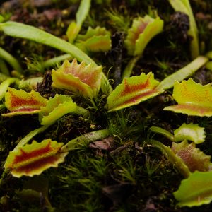 Dionaea muscipula “Wacky Traps”