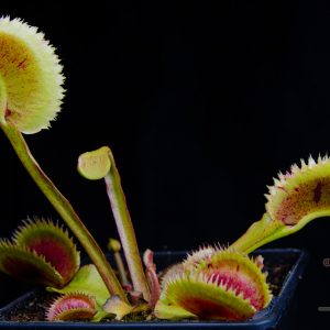 Dionaea muscipula “Scarlatine”