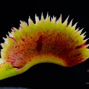 Dionaea muscipula “Scarlatine”