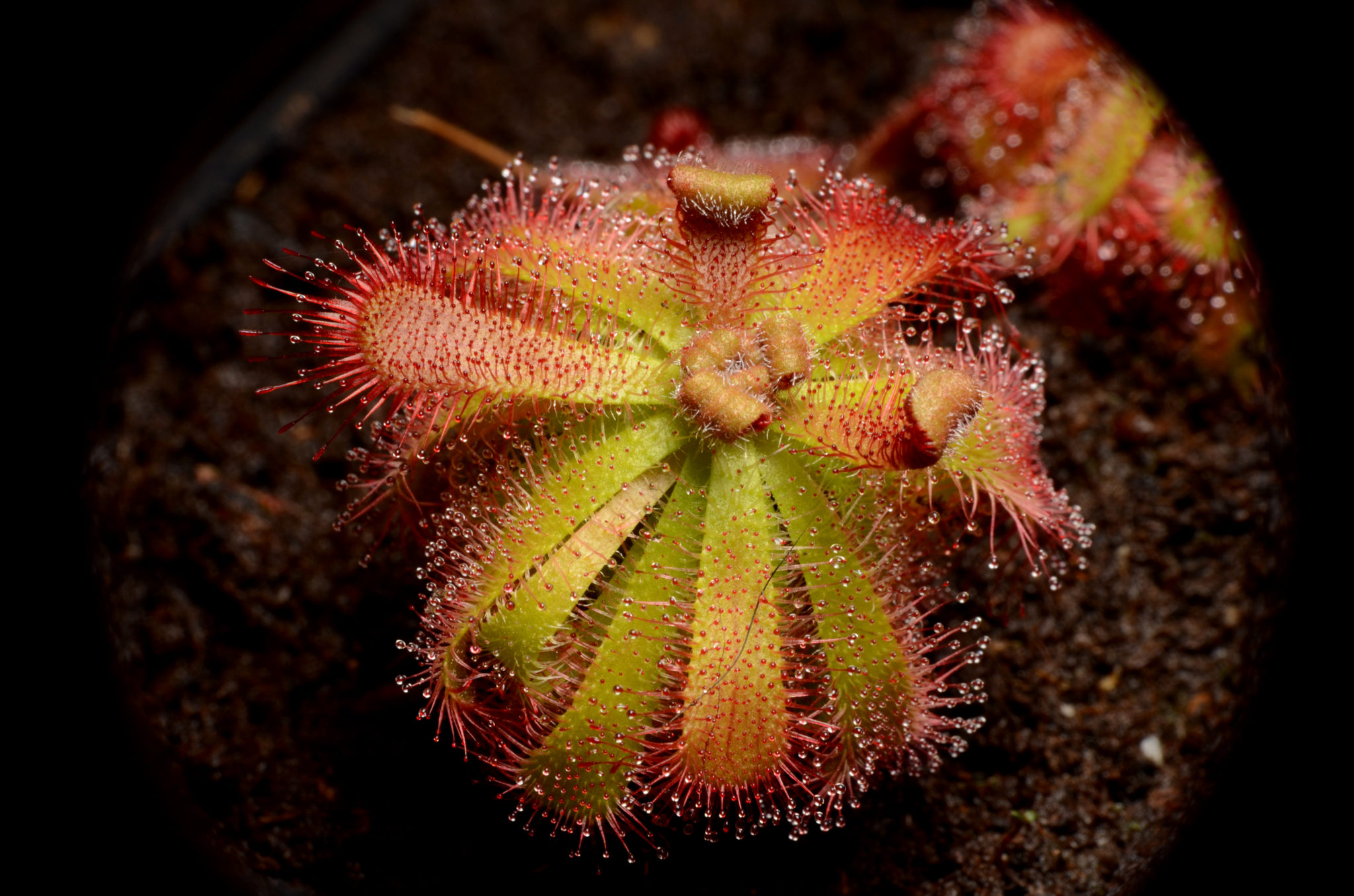 drosera-trinervia-phito-carnivores