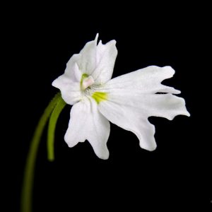 Pinguicula emarginata “white flower”