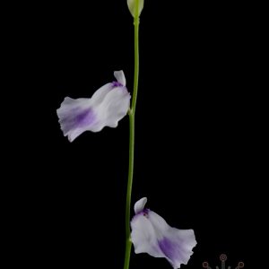 Utricularia livida “large form”