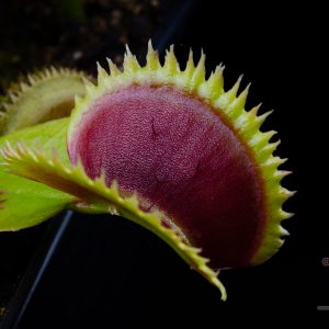 Dionaea muscipula “UK Sawtooth I”