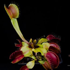 Dionaea muscipula “Giant Peach”