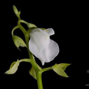 Utricularia calycifida “Lavinia Whateley”