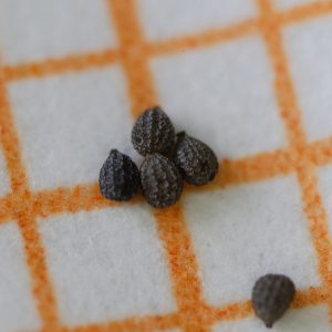 Drosera finlaysoniana - 10+ graines