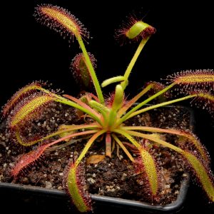 Drosera capensis “Droopy”