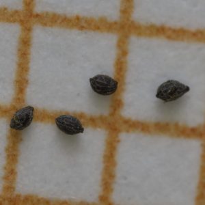 Drosera hartmeyerorum - 10+ graines