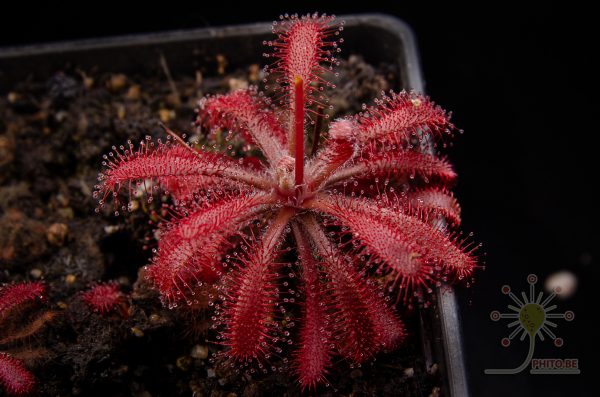 Drosera x fontinalis