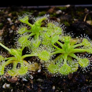 Drosera rotundifolia “anthocyanin free”