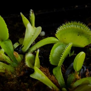 Dionaea muscipula “Green Sawtooth”