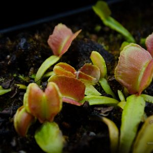 Dionaea muscipula “Pacman”