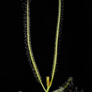Drosera cucullata - 10+ graines