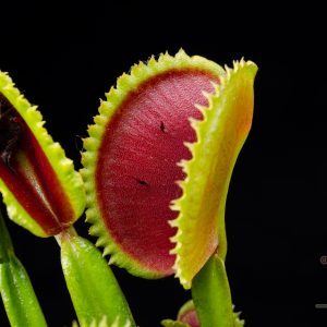 Dionaea muscipula “Vitiligo”