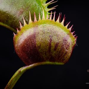 Dionaea muscipula “Spotty”