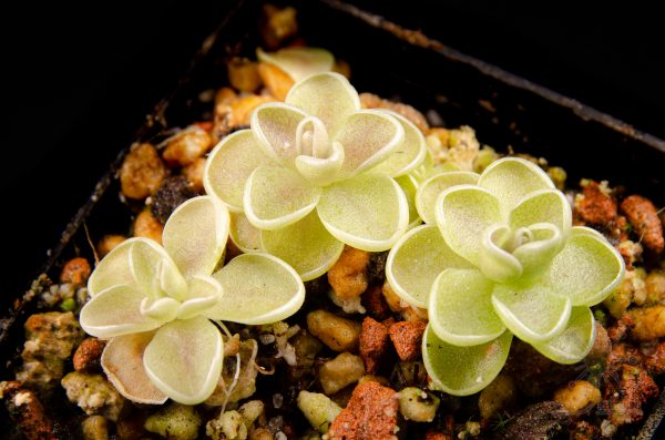 Pinguicula esseriana